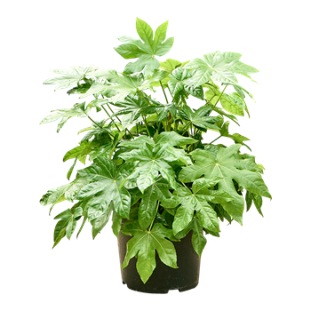 Fatsia japonica 4FAJATU97