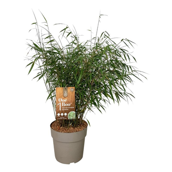 Fargesia scabrida 'Asian Wonder' F00007004
