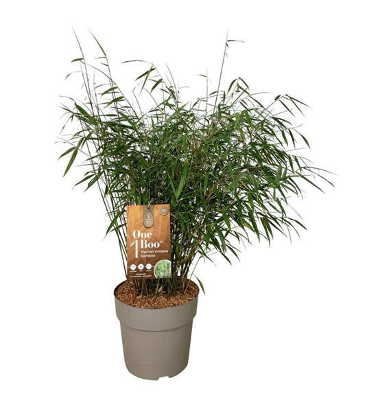 Fargesia scabrida 'Asian Wonder' F00007004