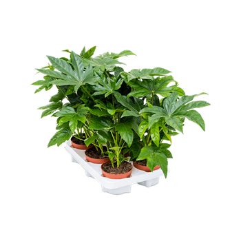 Fatsia japonica 6/tray 4FAJABP12