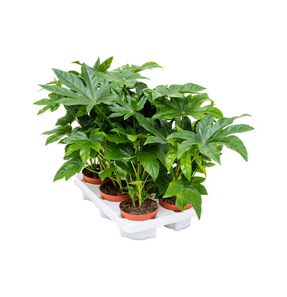 Fatsia japonica 6/tray 4FAJABP12