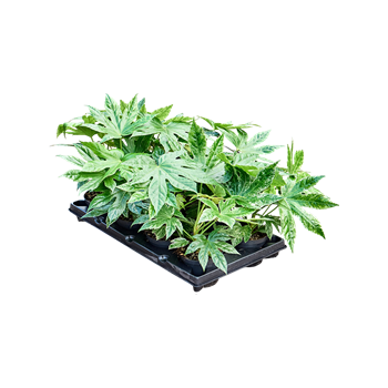 Fatsia spider web 8/tray 4FASWBP12