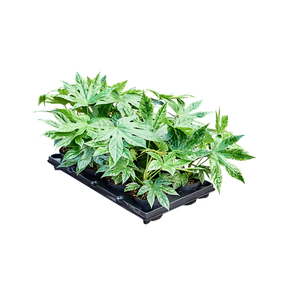 Fatsia spider web 8/tray 4FASWBP12