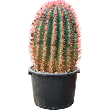 Ferocactus stainesii 4FESTKK80