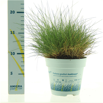 Festuca gautieri 'Amigreen' F00004524