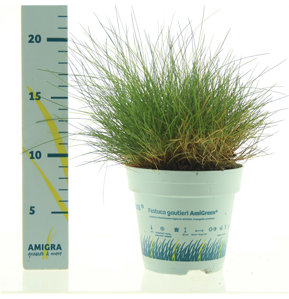 Festuca gautieri 'Amigreen' F00004524