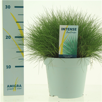 Festuca gautieri AmiGreen® F00004841