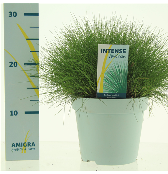 Festuca gautieri AmiGreen® F00004841