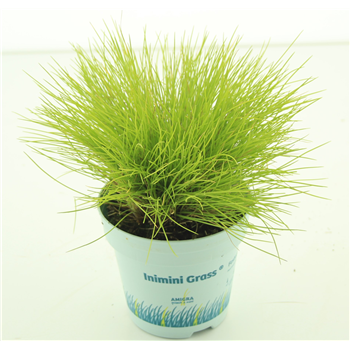 Festuca glauca 'Amigold' F00004523