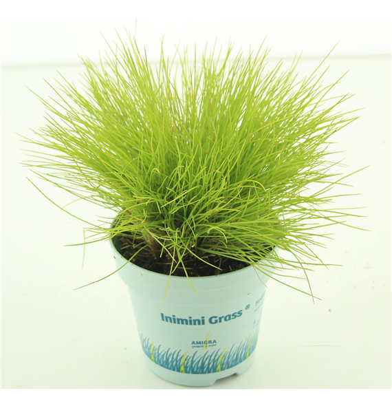 Festuca glauca 'Amigold' F00004523