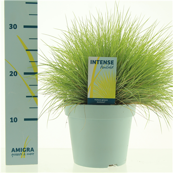 Festuca glauca Amigold F00003787