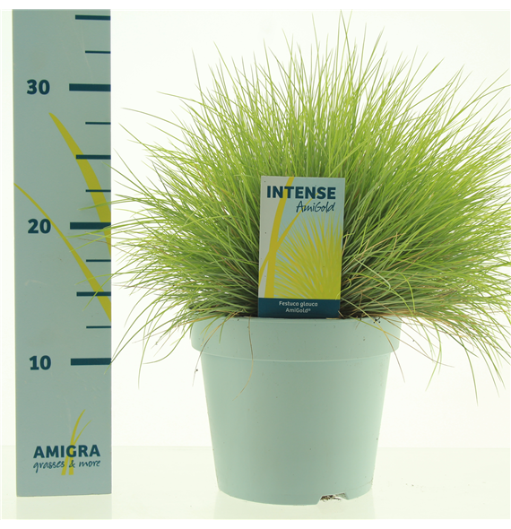 Festuca glauca Amigold F00003787
