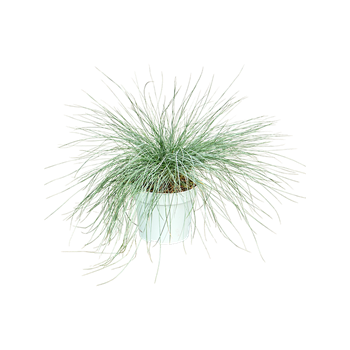 Festuca glauca 'Intense Blue' F00003788
