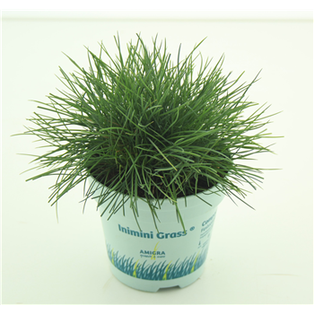 Festuca glauca Compacta Blue F00003784