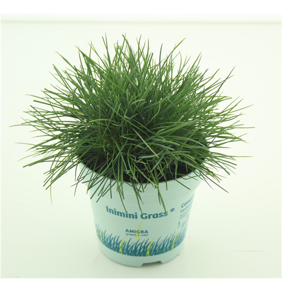 Festuca glauca Compacta Blue F00003784