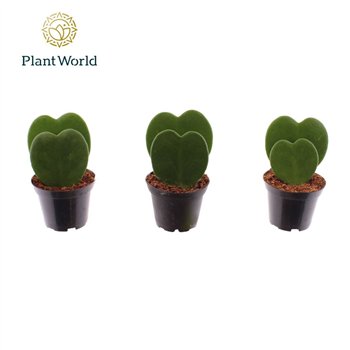 Hoya kerrii double heart 2 pp 13cm 7cm Q3542