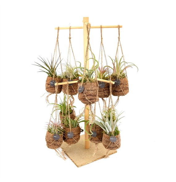 Tillandsia Kokodama Birdsnest 16 Display mix 12cm 7cm Q3835