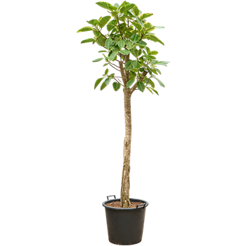 Fikus altissima 'Variagata' 4FIALRS93
