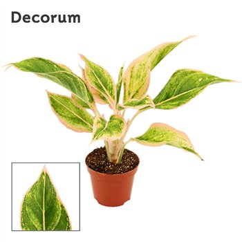 Aglaonema Lipstick pink 9 cm (Decorum) 1 pp 25cm 9cm Q148