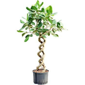 Fikus benghalensis 'Audrey' 1FIAUSS27
