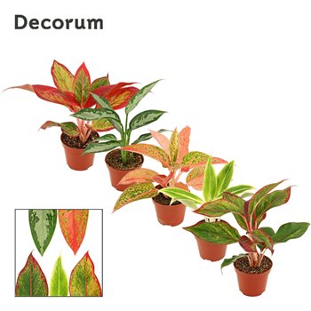 Aglaonema mix Mix 9cm 20cm 9cm Q156