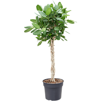 Fikus benghalensis 'Audrey' 4FIBAGS38