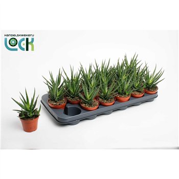 Aloe Jaco 15cm 8.5cm Q216