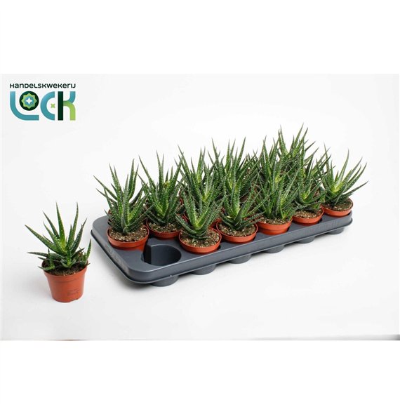 Aloe Jaco 15cm 8.5cm Q216