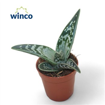 Aloe variegata 10cm 8.5cm Q240
