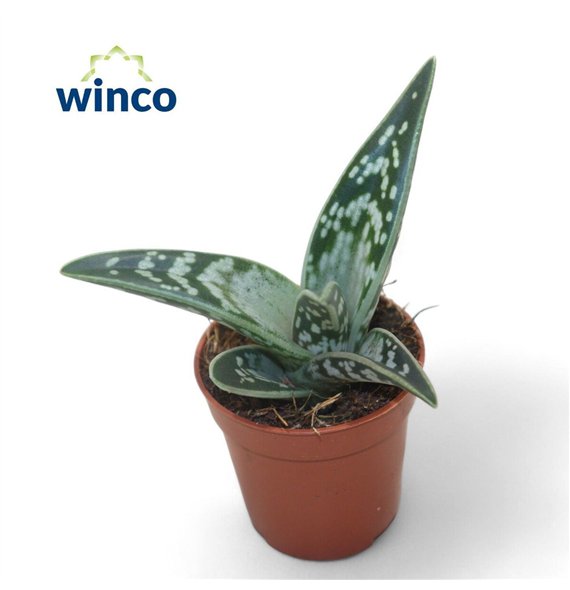 Aloe variegata 10cm 8.5cm Q240
