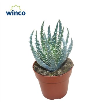Aloe humilis 18cm 8.5cm Q242
