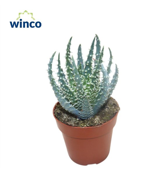 Aloe humilis 18cm 8.5cm Q242