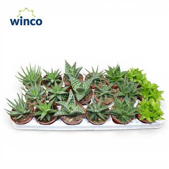 Haworthia Aloe Mix 10cm 8.5cm Q262