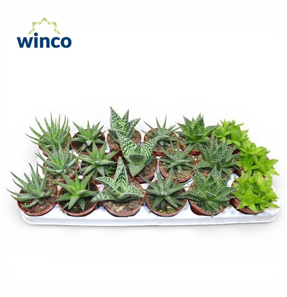 Haworthia Aloe Mix 10cm 8.5cm Q262