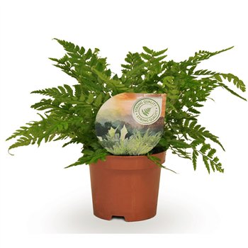 Polystichum tsussimense  Athyrium 15cm 9cm Q486