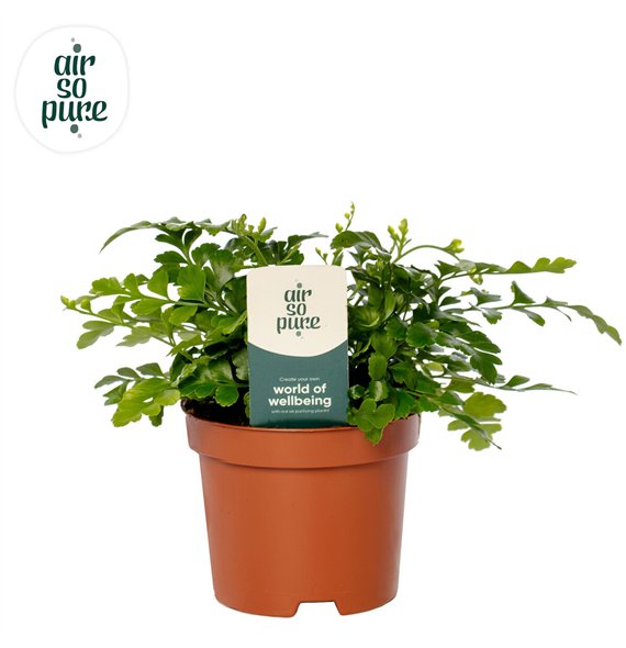 Asplenium parvati - Air So Pure10 cm diameter 15cm 9cm Q507