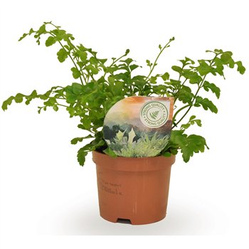 Asplenium parvati 15cm 9cm Q509