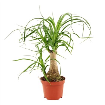 Nolina Beaucarnea recurvata straight 9 cm 1 stems plnt 25cm 9cm Q706