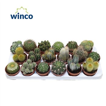 Kaktus mix Mix (18spc ) 15cm 8.5cm Q884