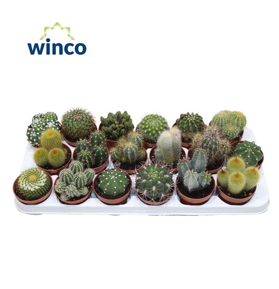 Kaktus mix Mix (18spc ) 15cm 8.5cm Q884