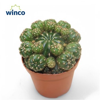 Kaktus Matucana Polzii 15cm 8.5cm Q914