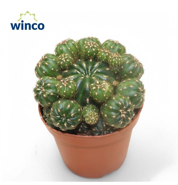 Kaktus Matucana Polzii 15cm 8.5cm Q914