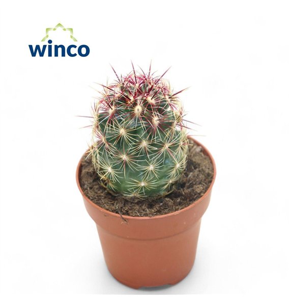 Kaktus Thelocactus Bicolor 15cm 8.5cm Q918