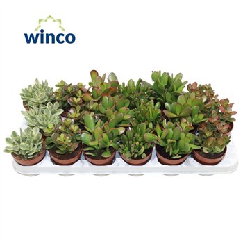 Crassula mix 10cm 8.5cm Q966