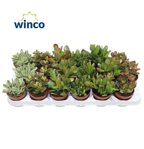 Crassula mix 10cm 8.5cm Q966