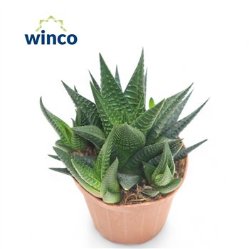 Haworthia limifolia 15cm 8.5cm Q1014