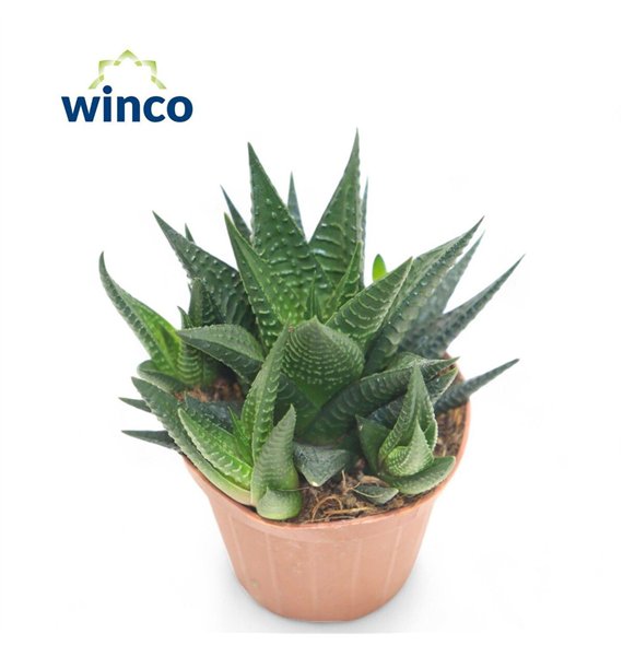 Haworthia limifolia 15cm 8.5cm Q1014