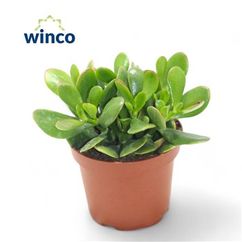 Crassula ovata 10cm 8.5cm Q1020