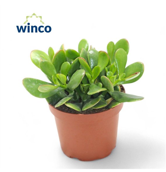 Crassula ovata 10cm 8.5cm Q1020