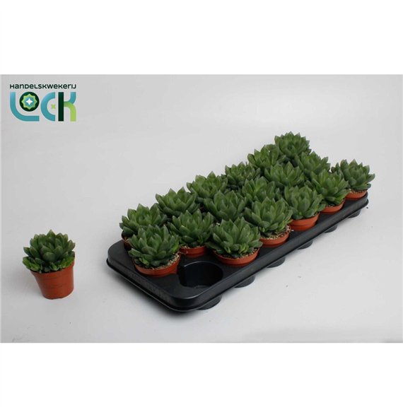 Haworthia Cooperii 10cm 8.5cm Q1039